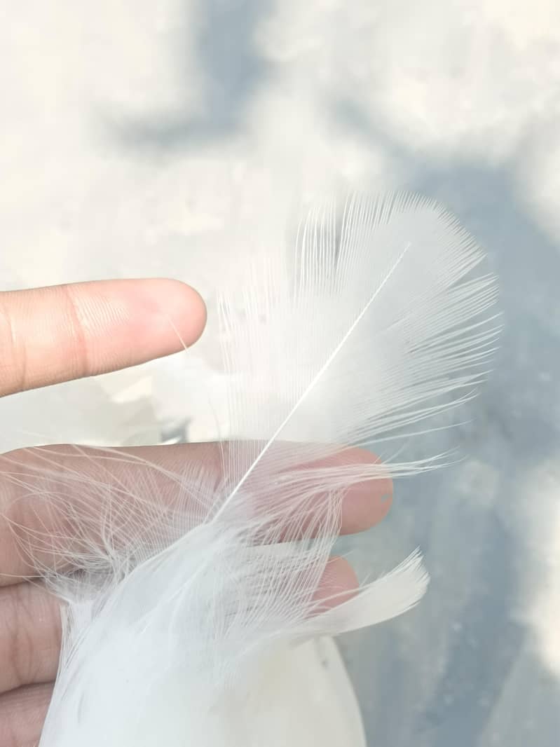 peacock white 2