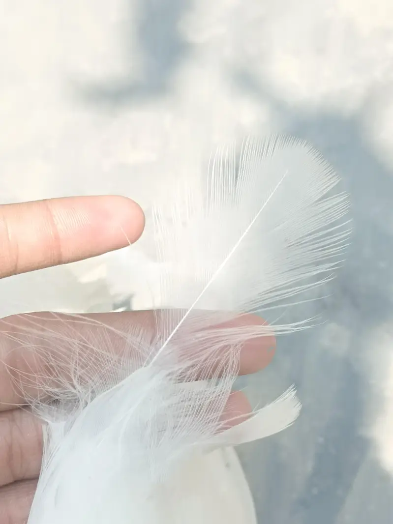 peacock white — photo 3