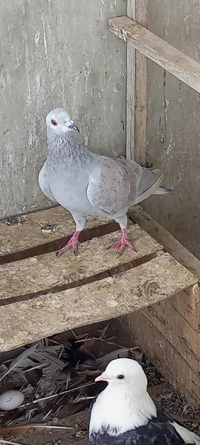 Gola pigeon for sale