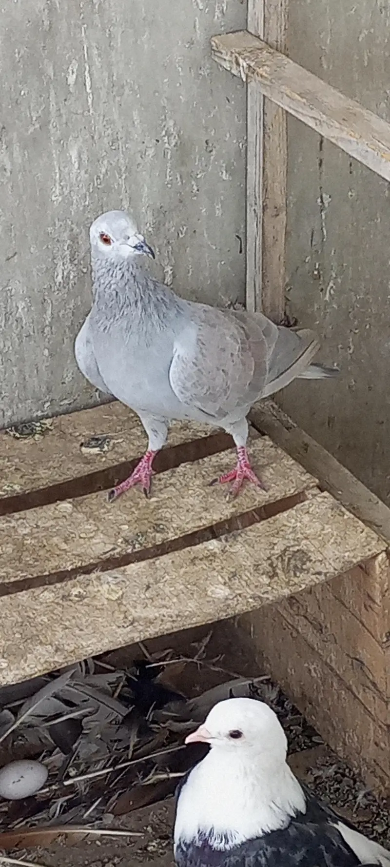 Gola pigeon for sale
