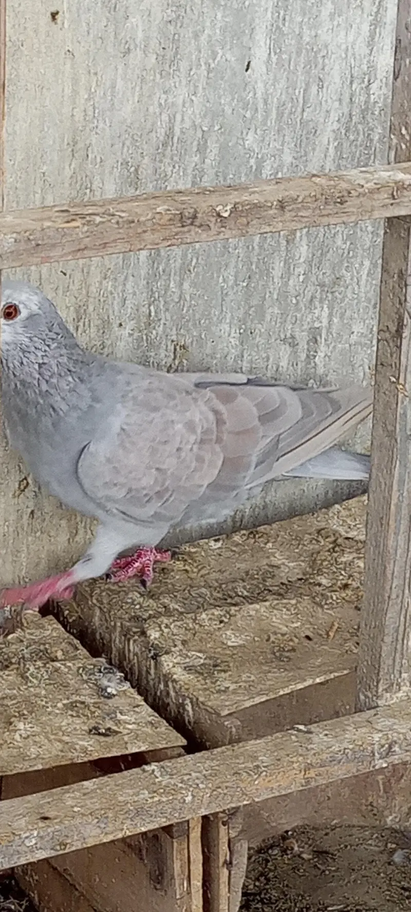 Gola pigeon for sale — photo 2