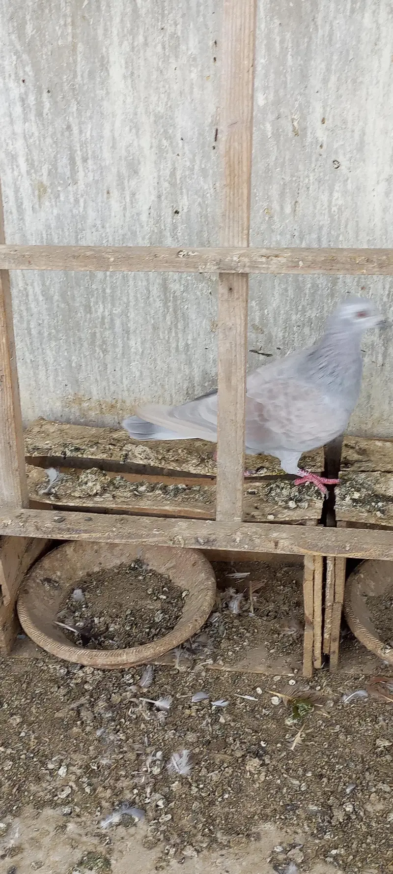 Gola pigeon for sale — photo 3