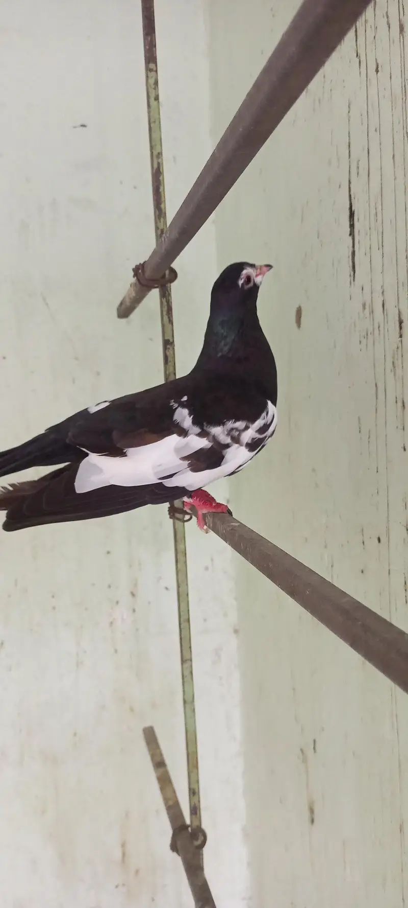 Gola pigeon for sale — photo 4