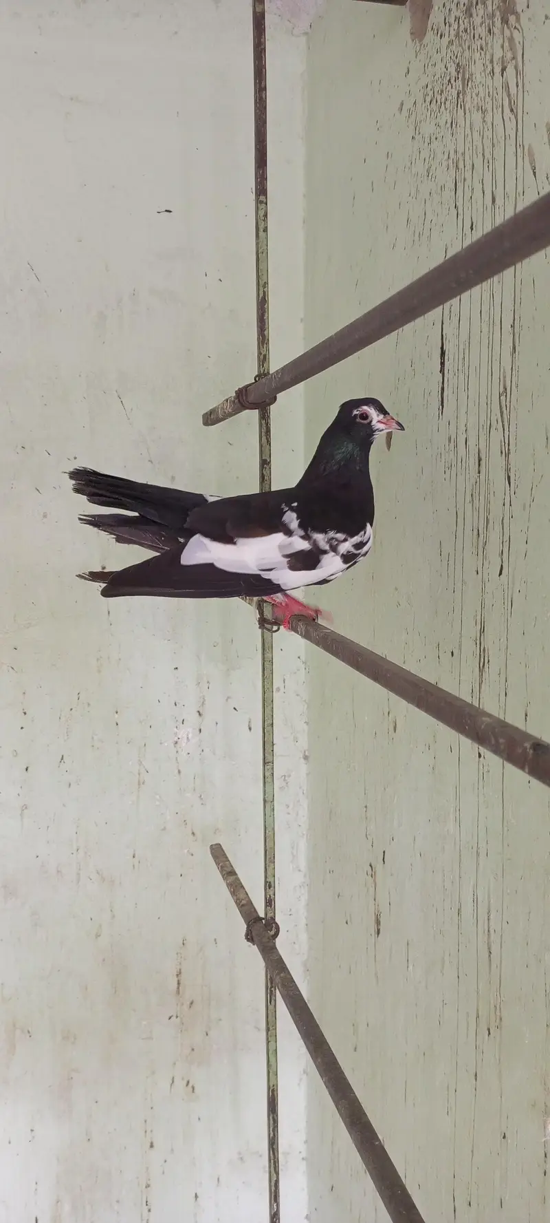 Gola pigeon for sale — photo 5