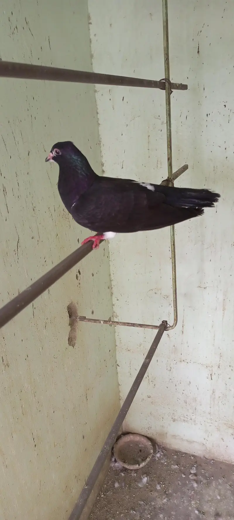 Gola pigeon for sale — photo 6