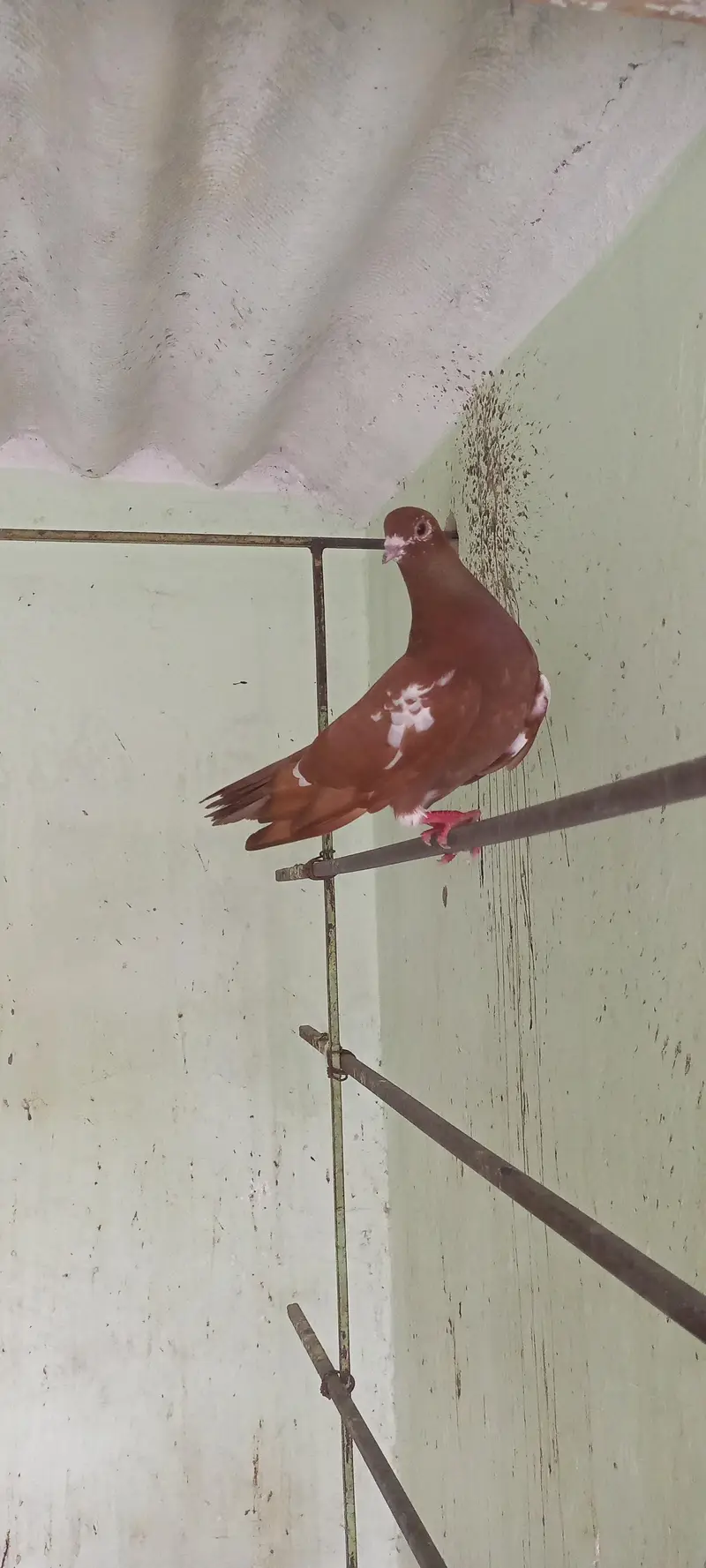 Gola pigeon for sale — photo 7