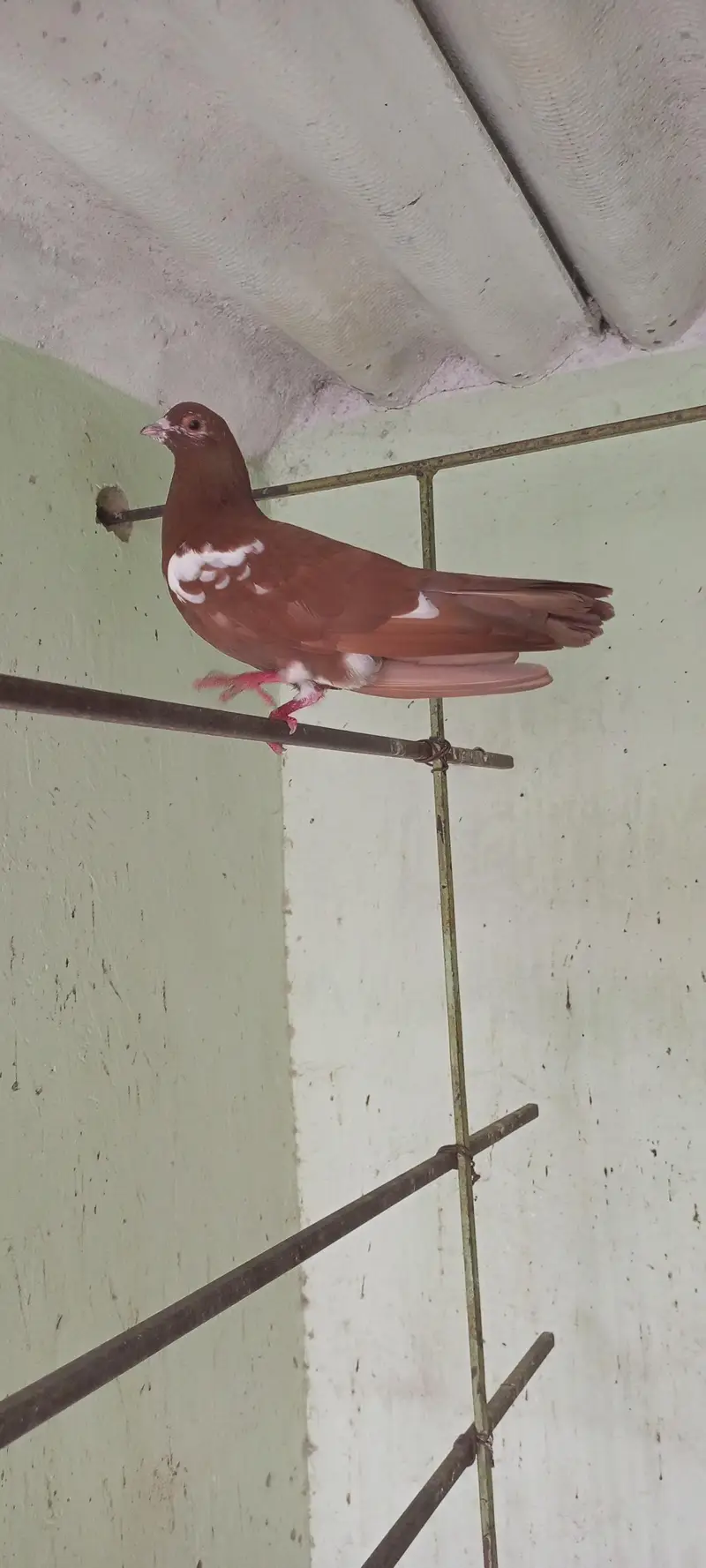 Gola pigeon for sale — photo 8