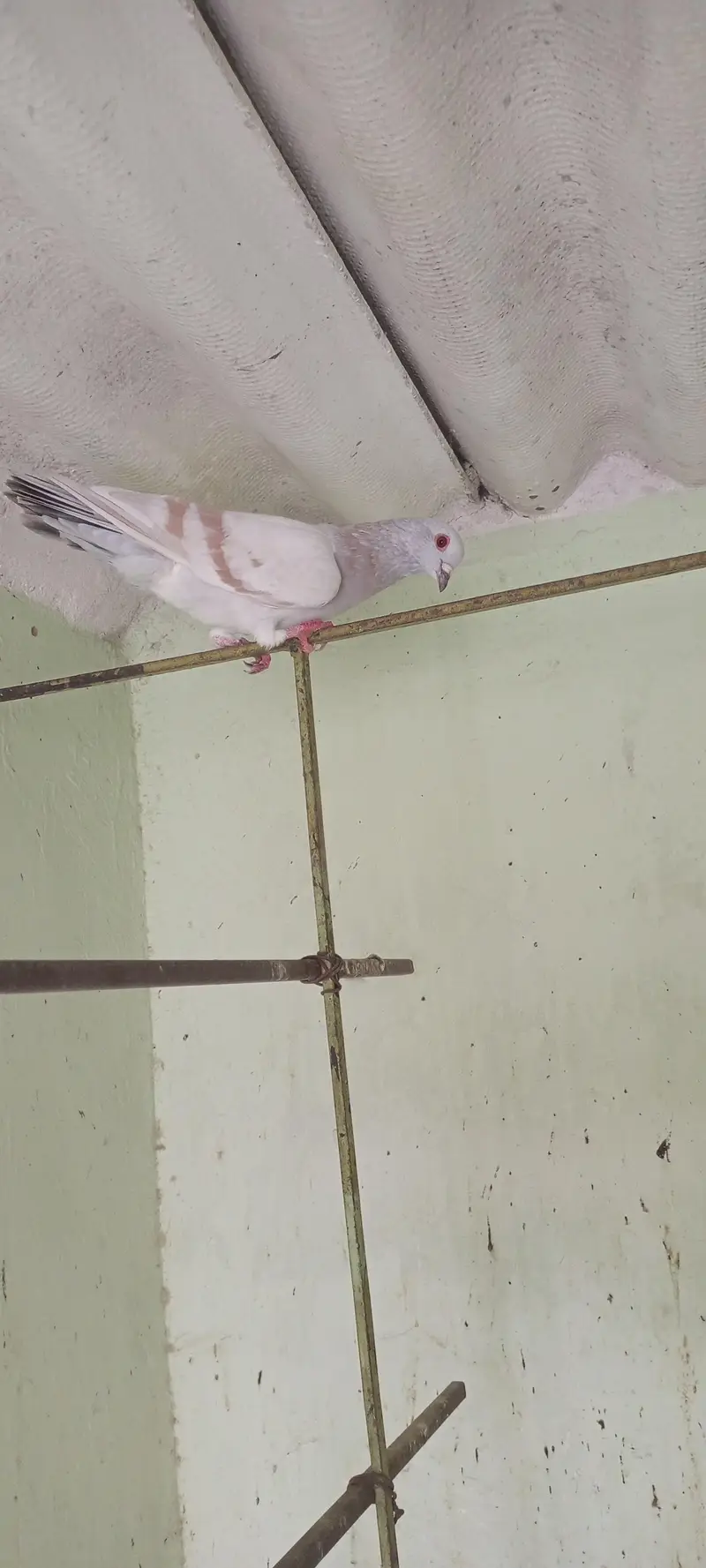 Gola pigeon for sale — photo 10