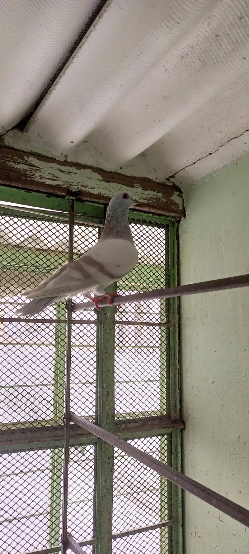 Gola pigeon for sale — photo 11