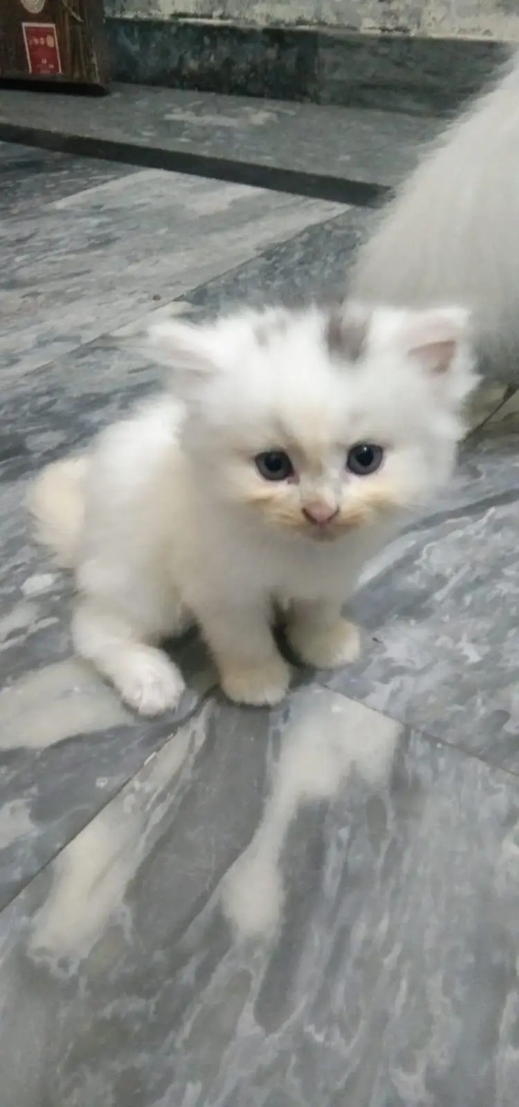 Triple coated Persian Kittens