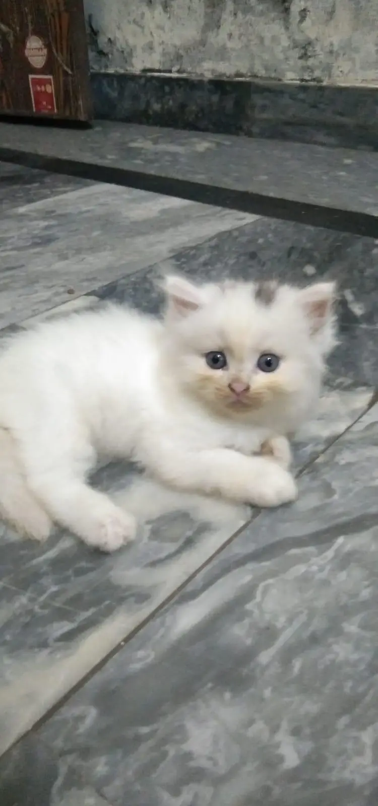 Triple coated Persian Kittens — photo 2