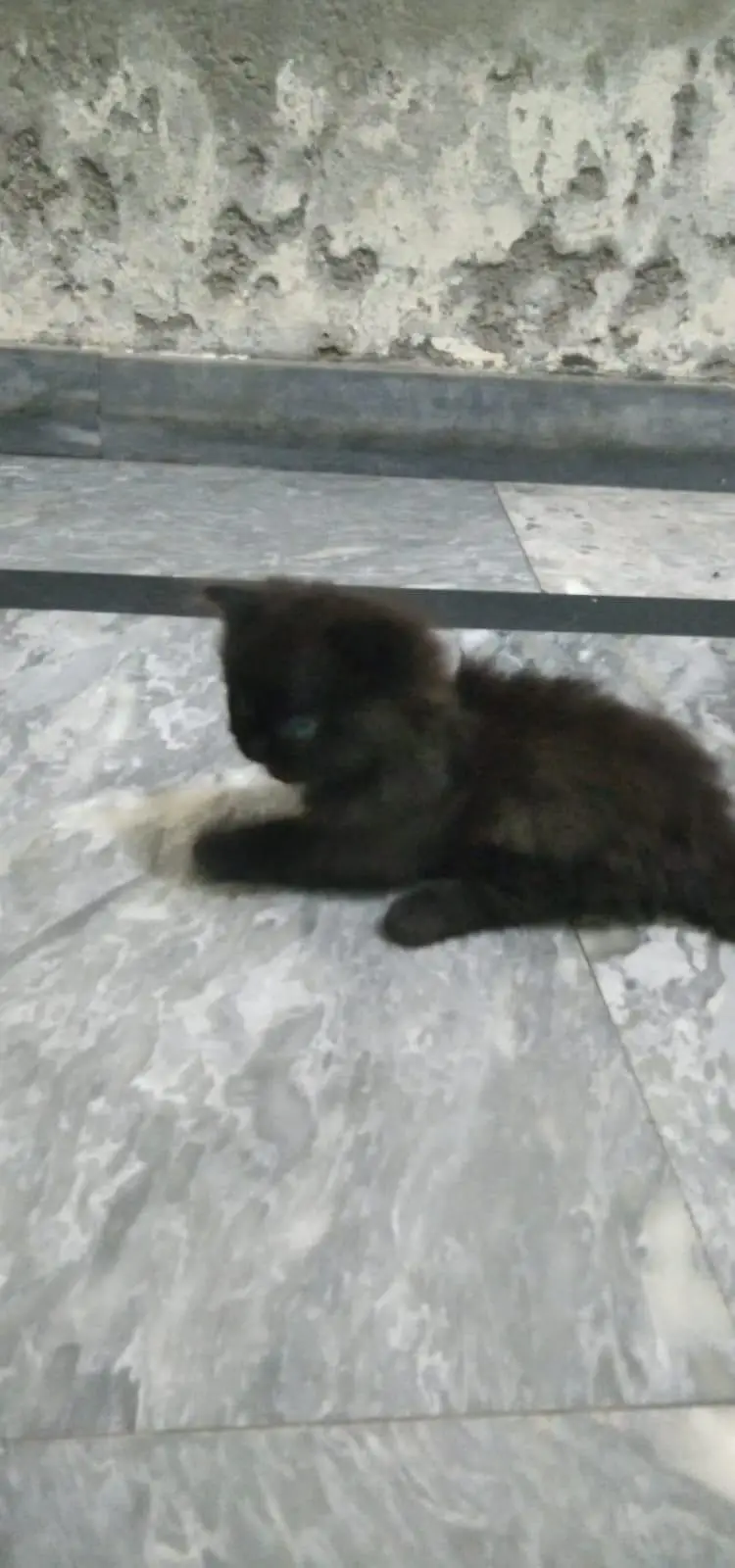 Triple coated Persian Kittens — photo 3