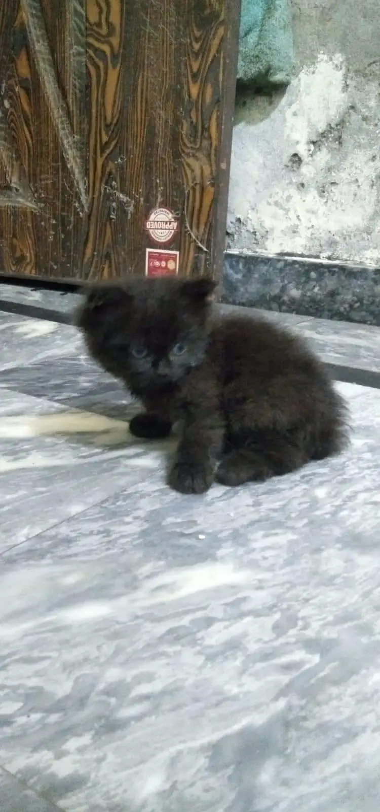 Triple coated Persian Kittens — photo 4