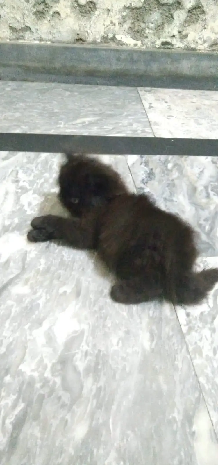 Triple coated Persian Kittens — photo 5
