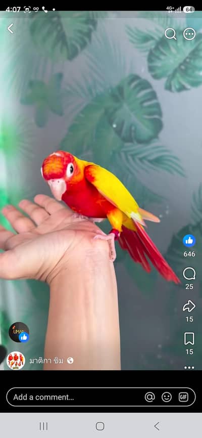 conure
