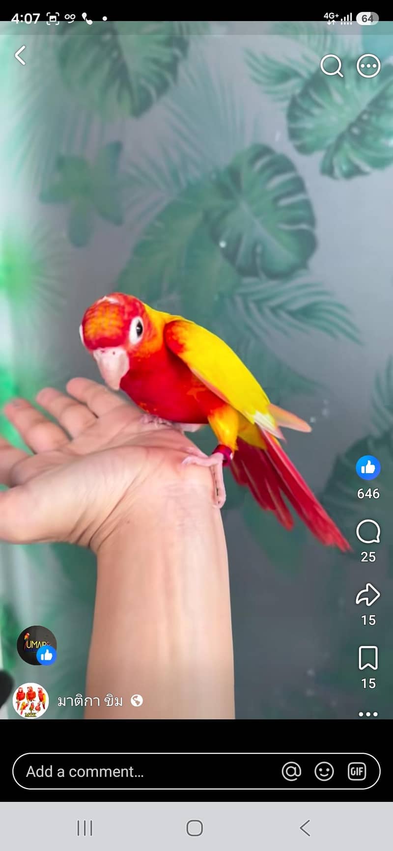 conure 0
