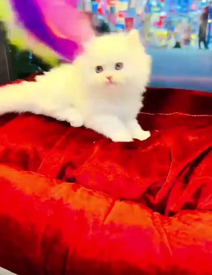 person cat for sale — photo 2