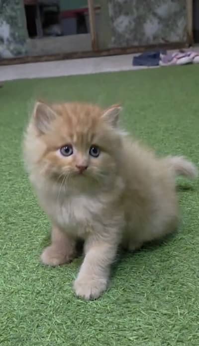 Semi punch face super active kitten with all accessories