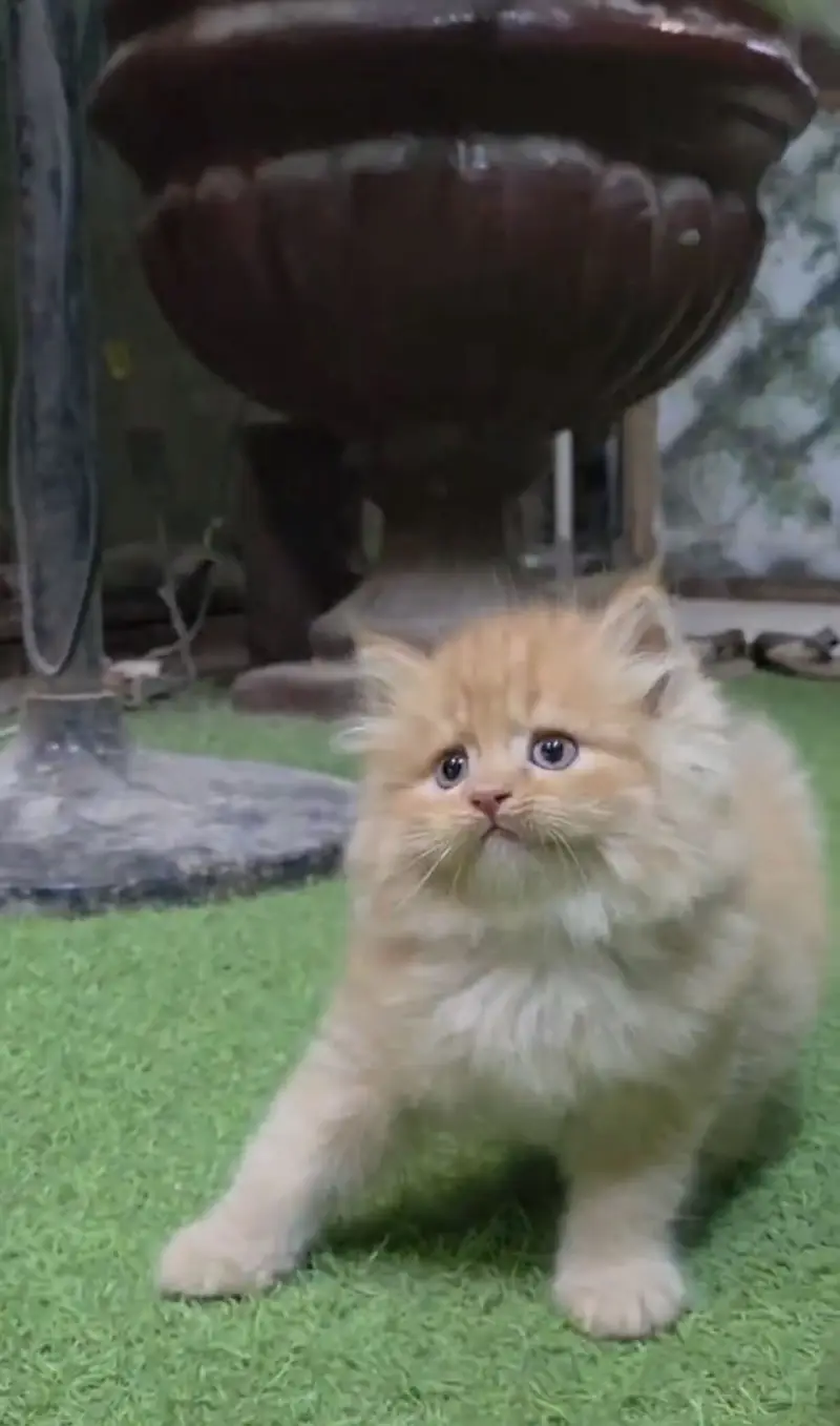 Semi punch face super active kitten with all accessories — photo 2
