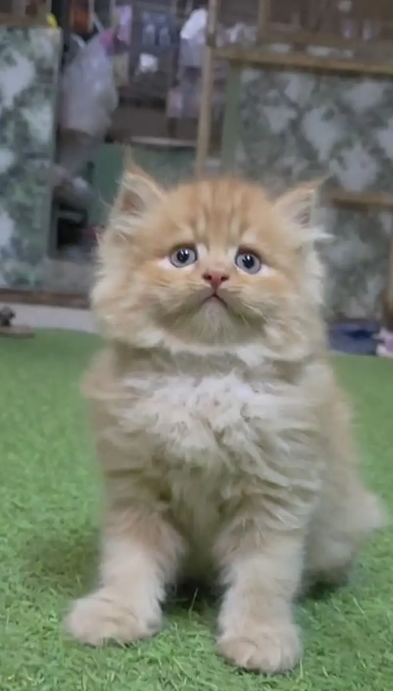 Semi punch face super active kitten with all accessories — photo 3