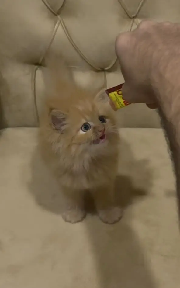 Semi punch face super active kitten with all accessories — photo 4