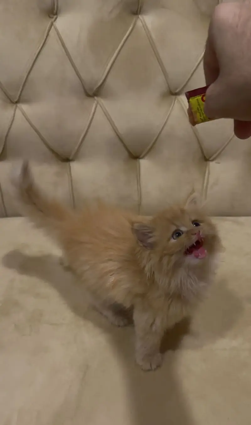 Semi punch face super active kitten with all accessories — photo 5