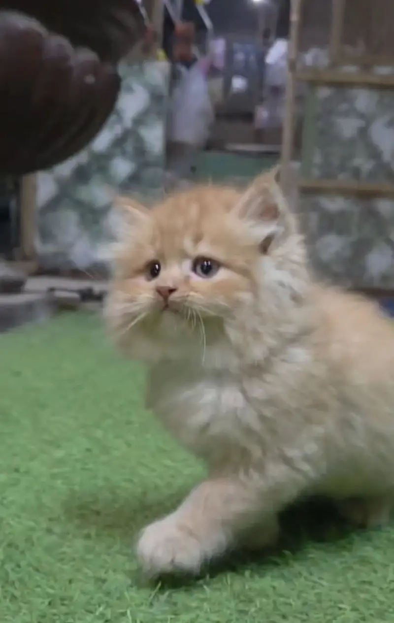 Semi punch face super active kitten with all accessories — photo 6
