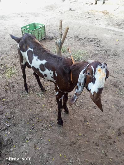 best beetal bakra
