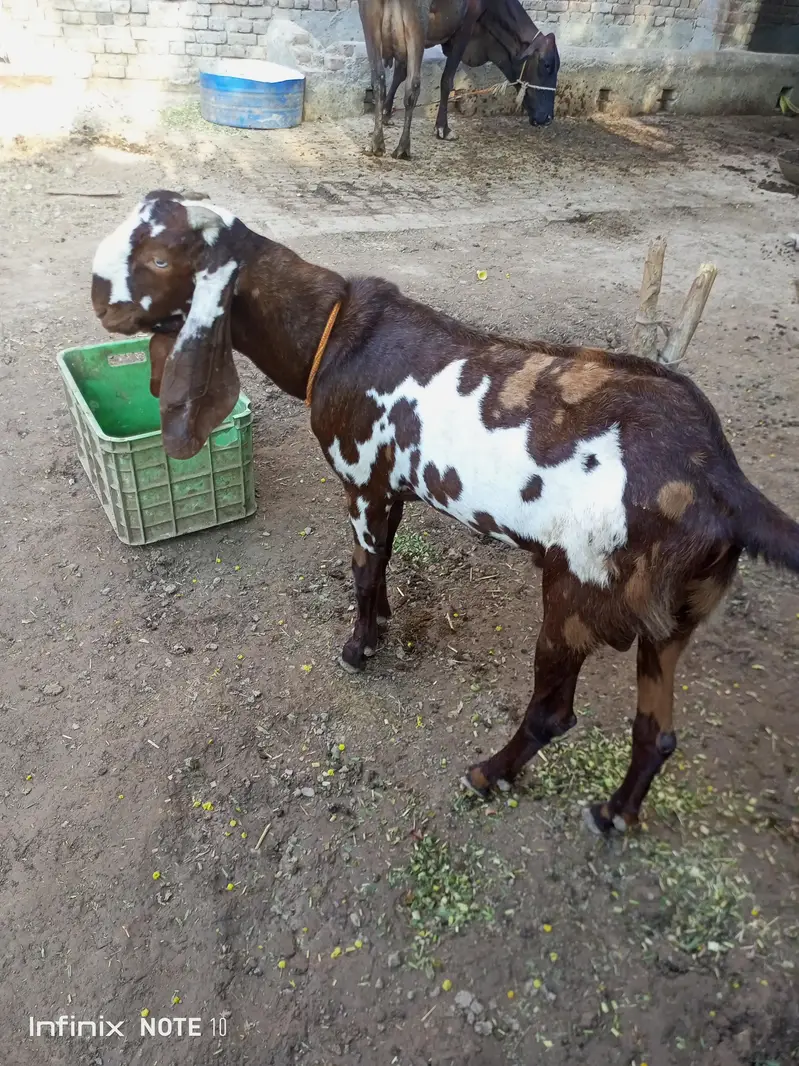 best beetal bakra — photo 2