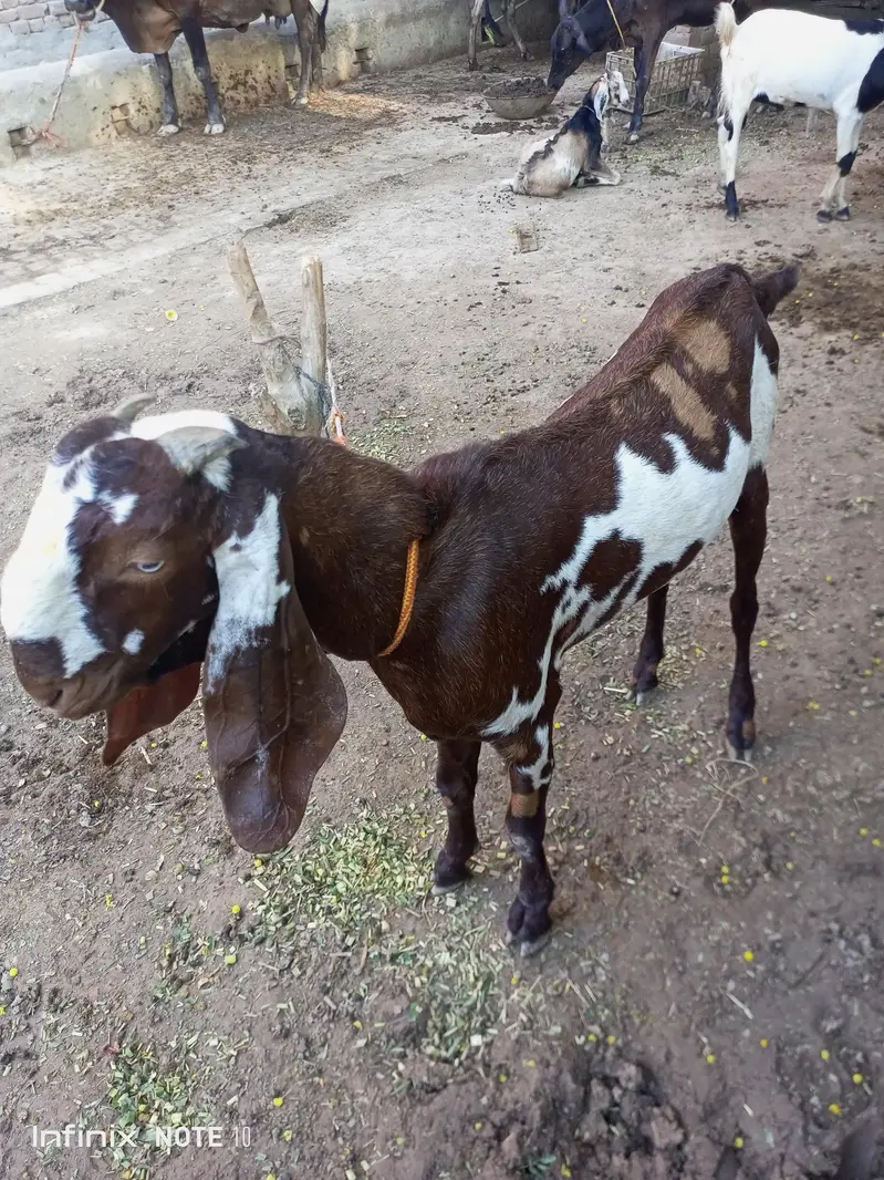best beetal bakra — photo 3