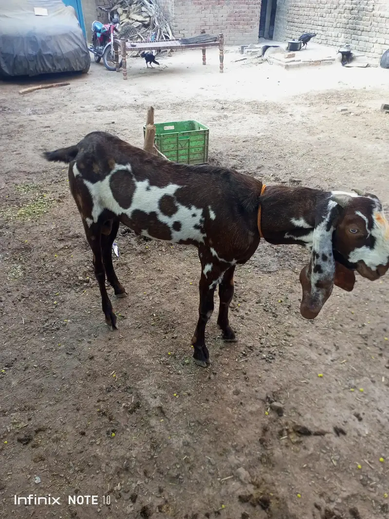 best beetal bakra — photo 4