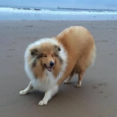 Quality Rough Colli | imported | Pure Rough Collie