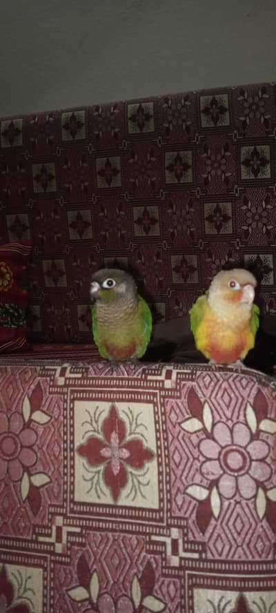 Infinix fly tame conure Pro tota for sell he mobile nhi