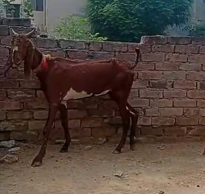 Ghbn bakri just 75000