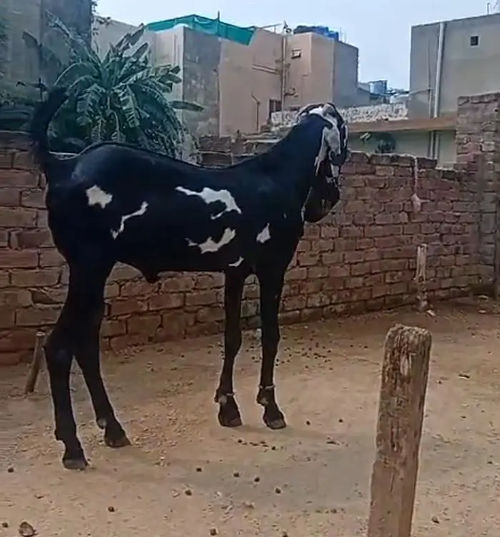 Ghbn bakri just 75000 — photo 2