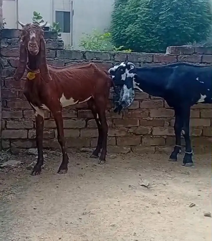 Ghbn bakri just 75000 — photo 3