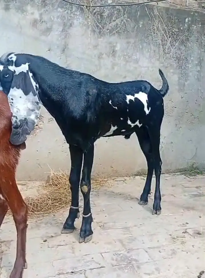Ghbn bakri just 75000 — photo 4
