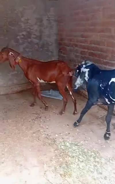 Ghbn bakri just 75000