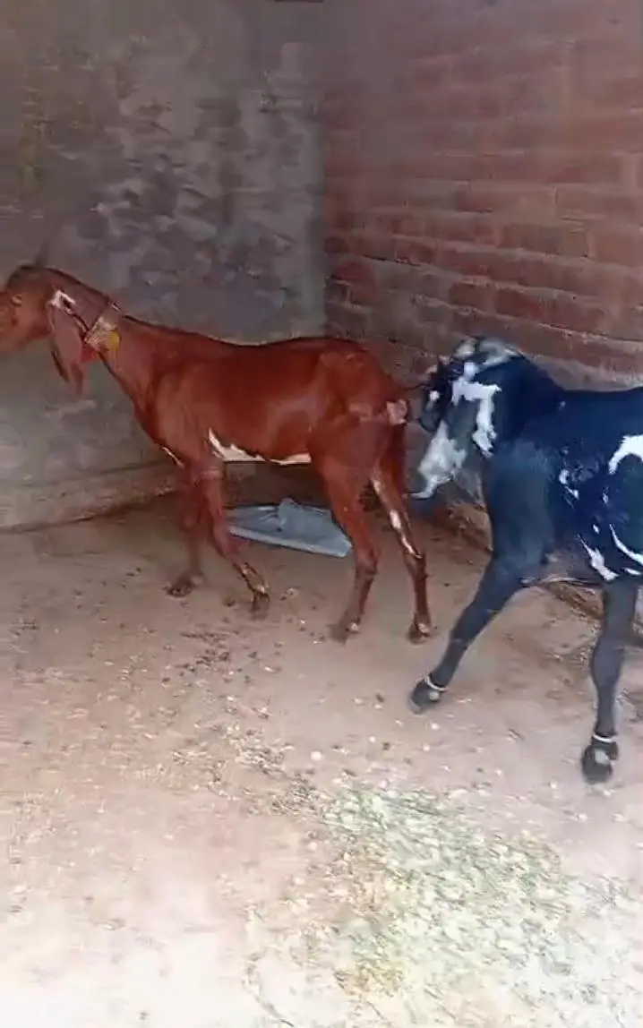 Ghbn bakri just 75000 — photo 5