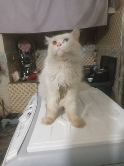 persian panch face male cat