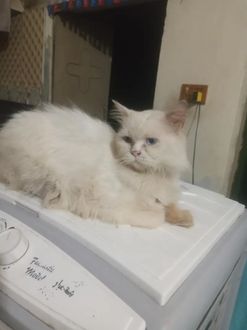persian panch face male cat — photo 2