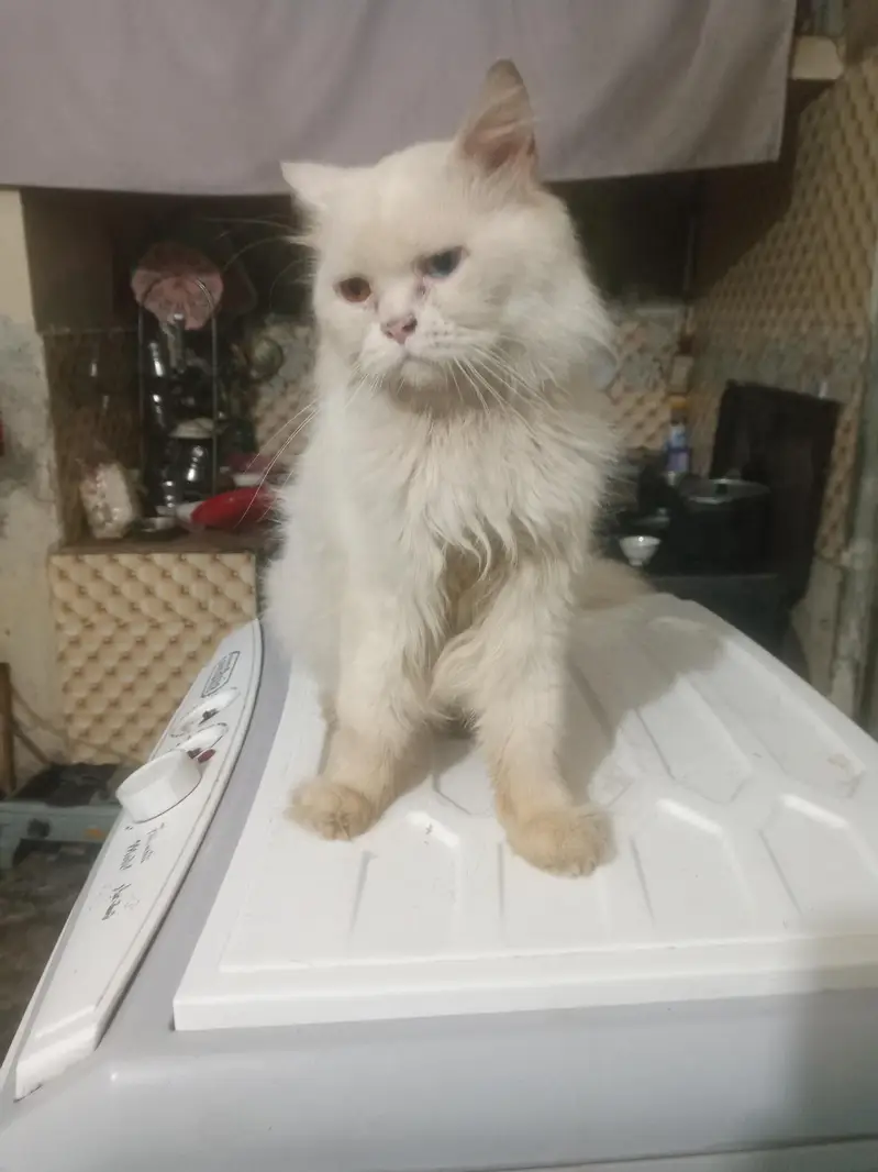 persian panch face male cat — photo 3