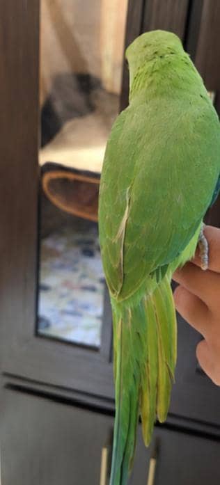 parrot available