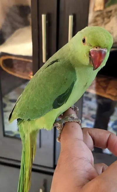parrot available — photo 2