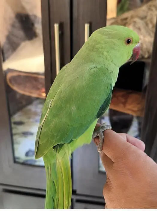 parrot available — photo 3