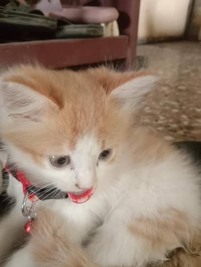 very active cat in grey and Blue eyes