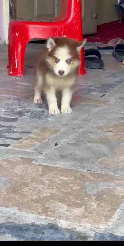 wolly coat husky puppy health and active +92 309 0194742 Whatsapp