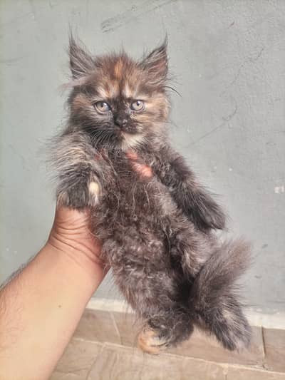 Persian Kittens Available for Sale