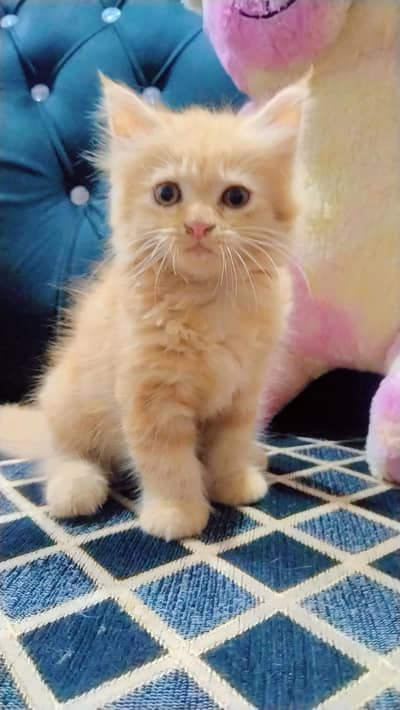 beautiful Persian kitten for sale khanur rahimyar khan