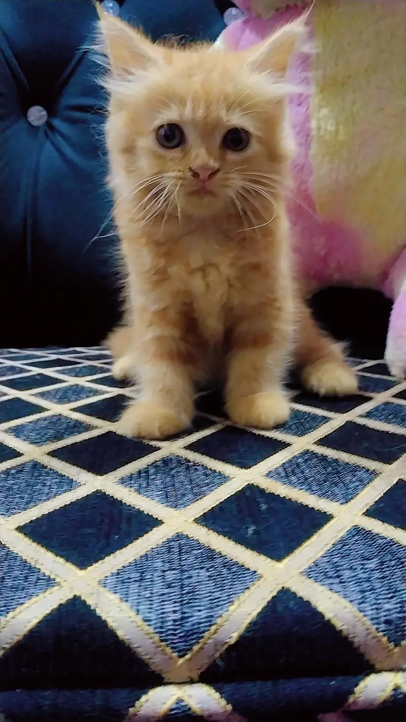 beautiful Persian kitten for sale khanur rahimyar khan — photo 2
